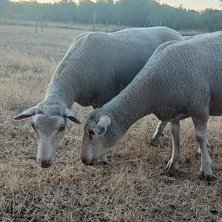 Casa Dos Passaros بيت للعطل Carril (Ferreira do Zezere, Santarem)
