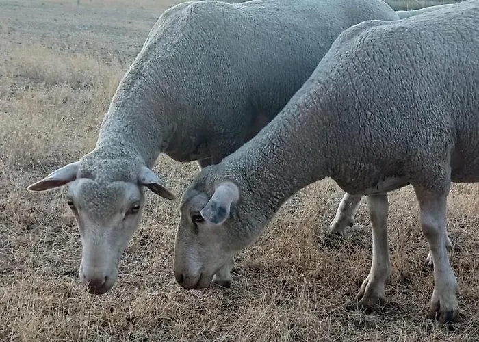 Casa Dos Passaros 別荘 Carril